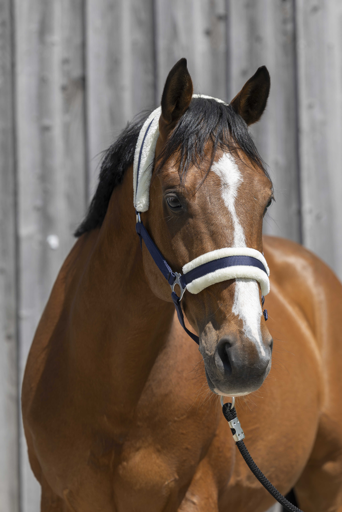 [510242107] Licol mouton synthétique - RIDING WORLD (Poney, Marine)