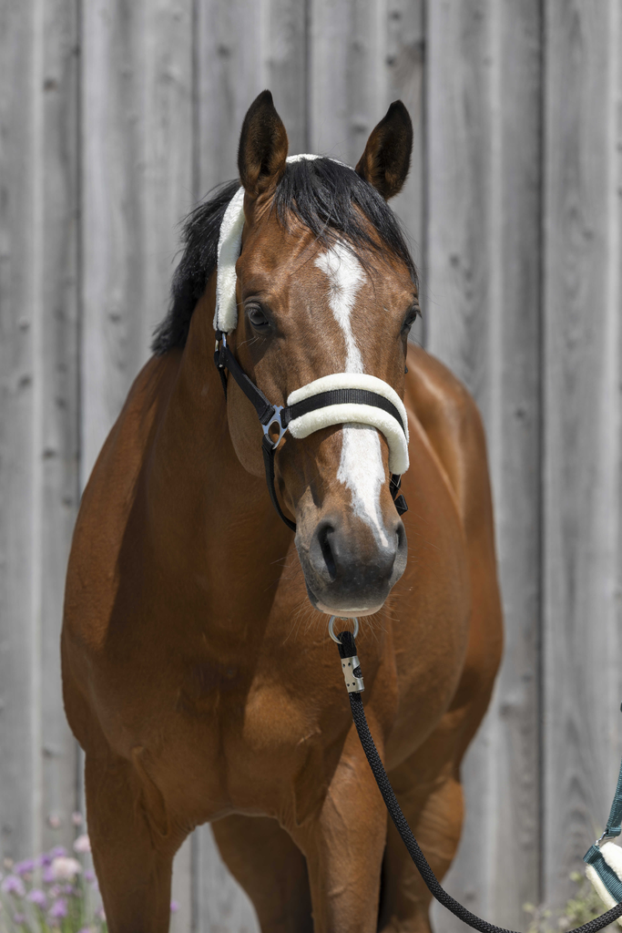 Licol mouton synthétique - RIDING WORLD