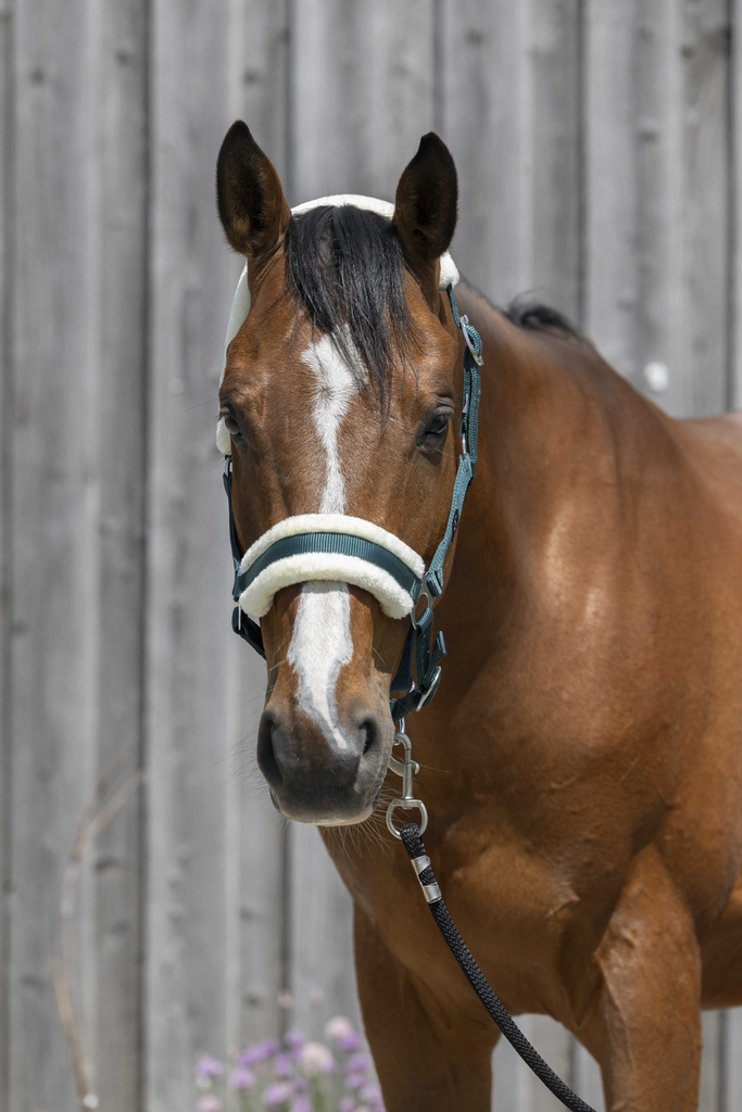 Licol mouton synthétique - RIDING WORLD