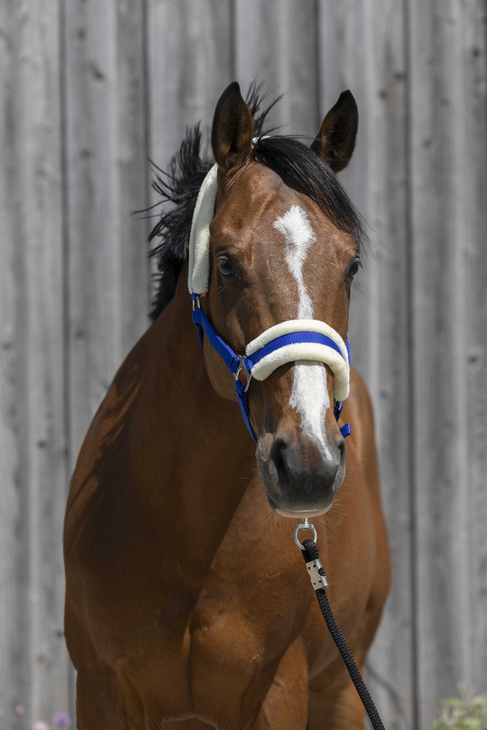 Licol mouton synthétique - RIDING WORLD