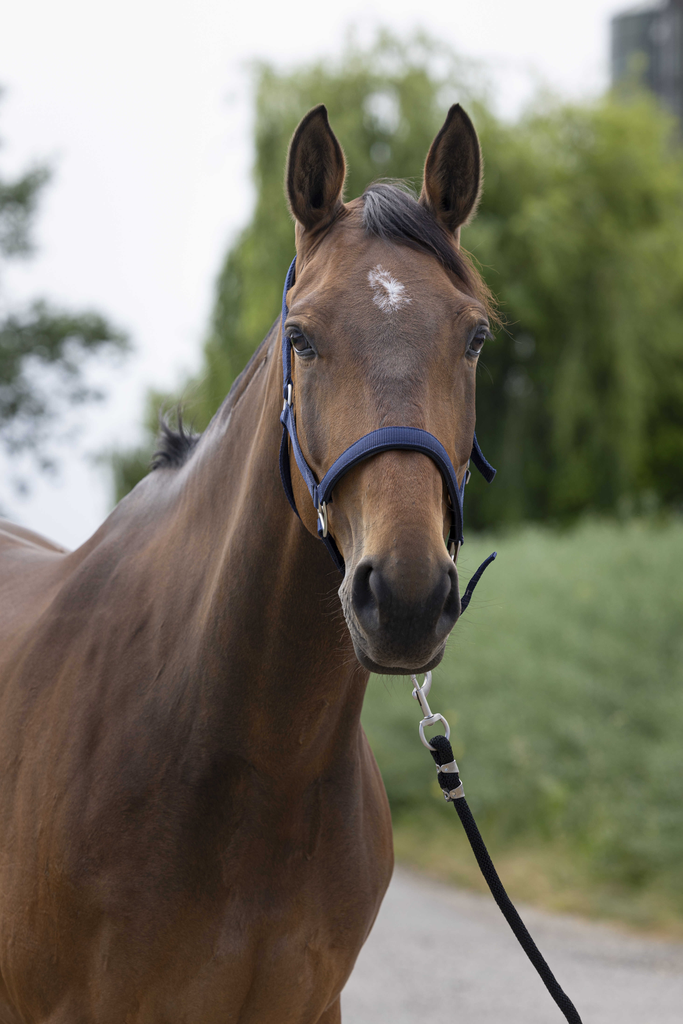 [510248107] Licol Satine - NORTON (Poney, Marine)