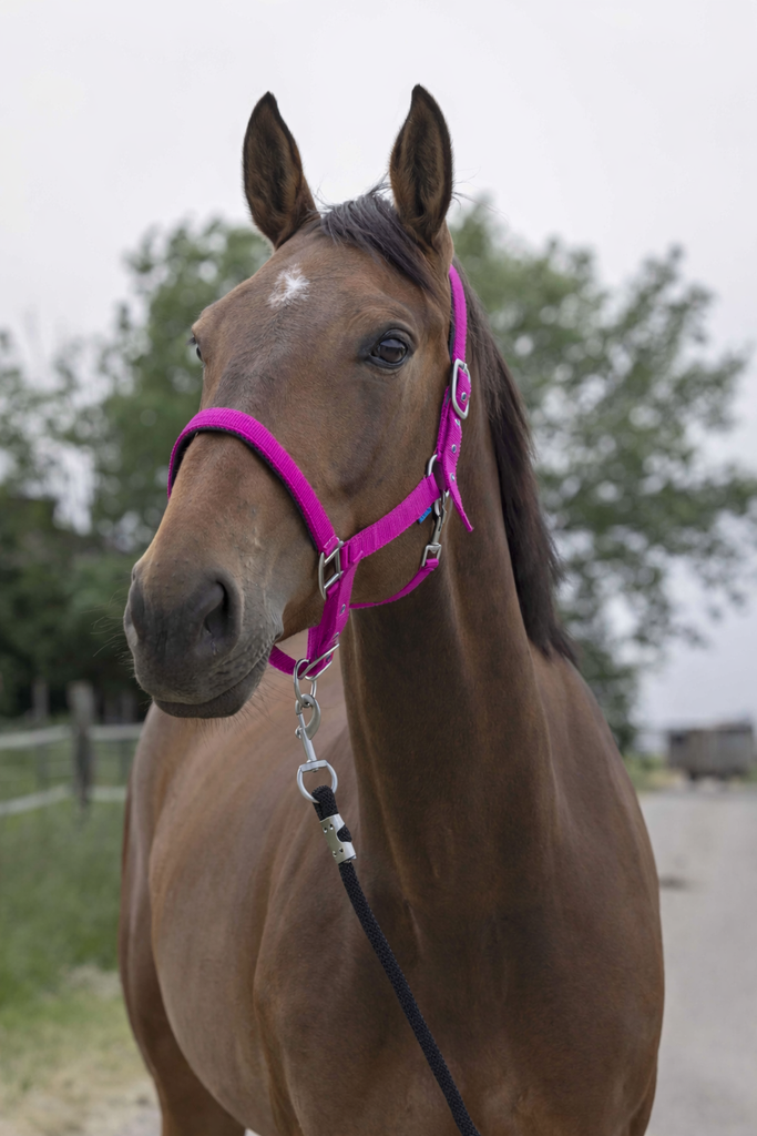 Licol Satine - NORTON