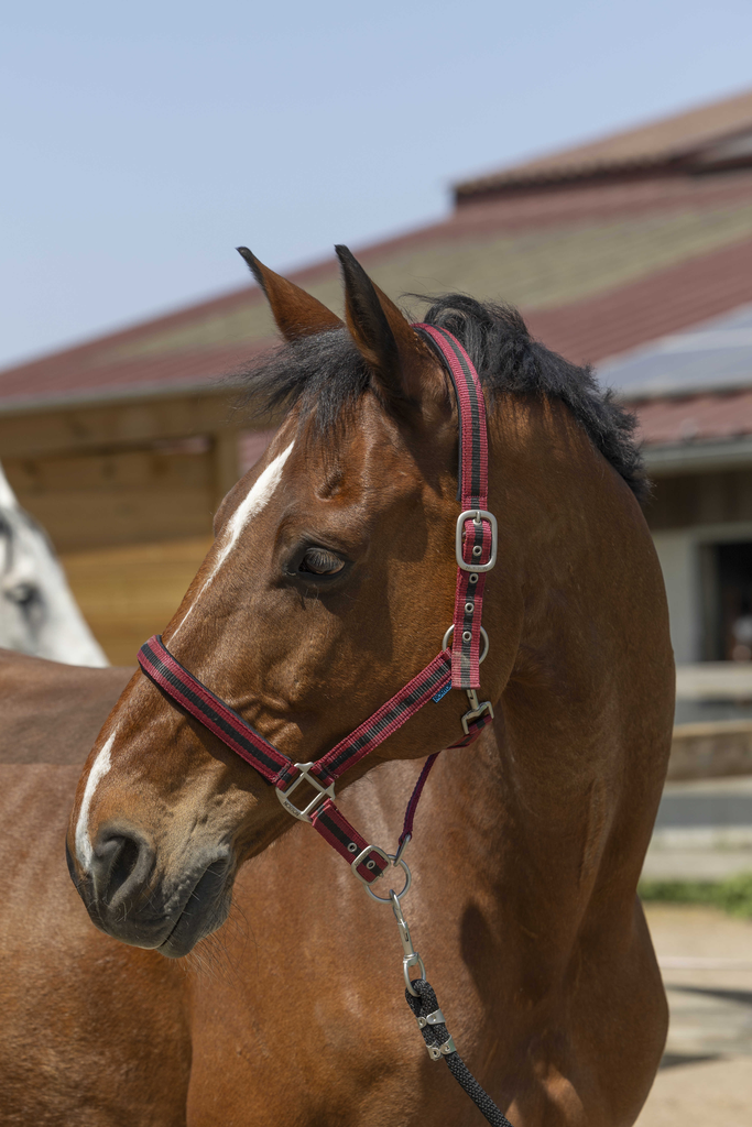 Licol Satine - NORTON