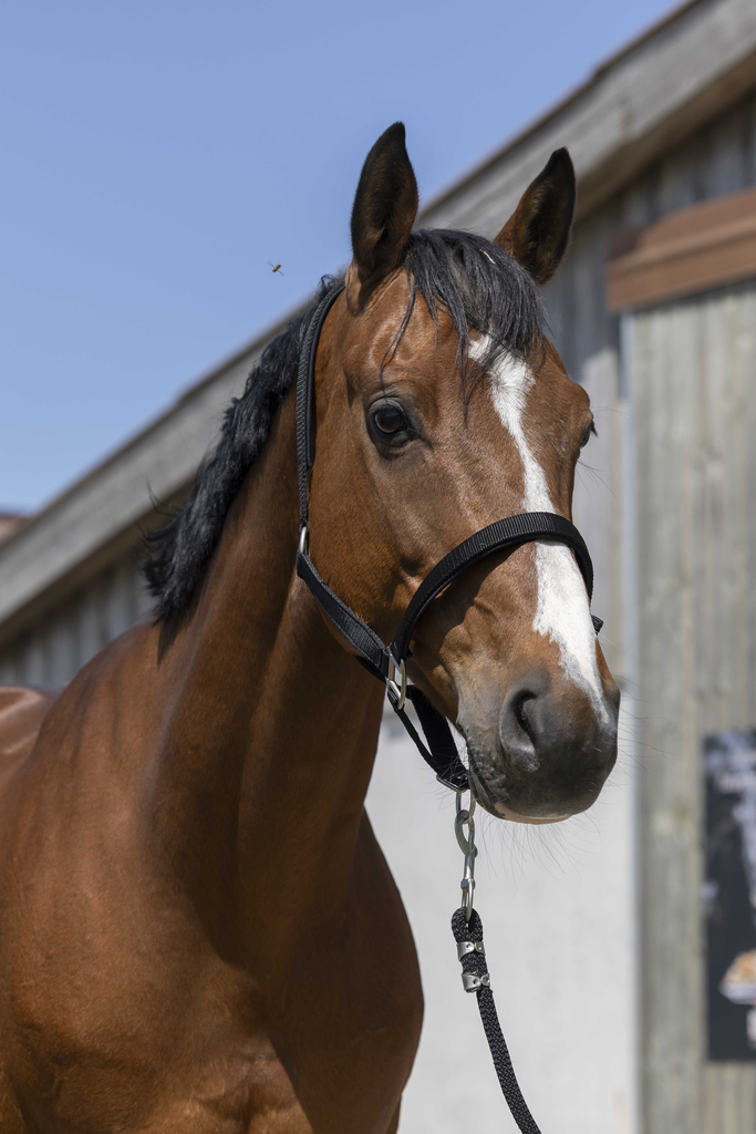 Licol Satine - NORTON